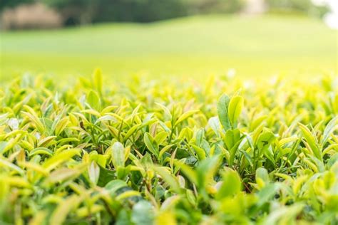 Premium Photo Green Tea Leaves