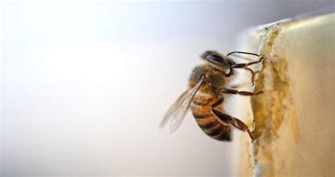 THE COST OF BEEHIVE REMOVAL AND OTHER SERVICES - Home and Hive