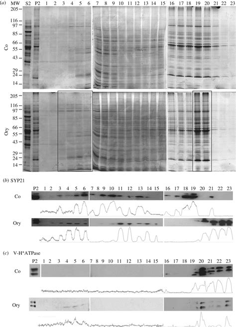 Mt Depolymerization By Oryzalin Affects Migration Of Syp21 Positive