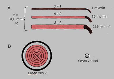 Diagrama Para Vasos Veias