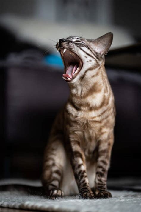 Bengal Katt Fakta Bilder Och Information Allt Om Katten