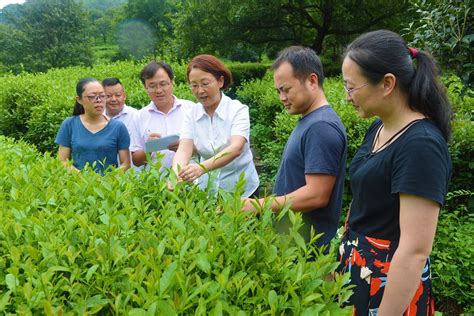 【学习强国】安徽安庆：专家上“一线” 农技送“田头” 外媒关注 宜秀网