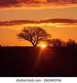 Naked Tree Sunset Panorama Can Be Stock Photo 1242240841 Shutterstock