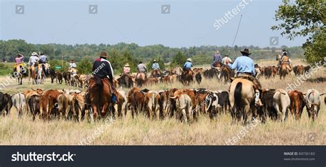 Kansas Longhorn Cattle Drive Stock Photo 84736183 Shutterstock