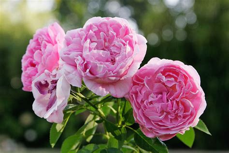 Mary Rose Albury Botanical Gardens Austin Roses English Rose David Austin Roses Rose