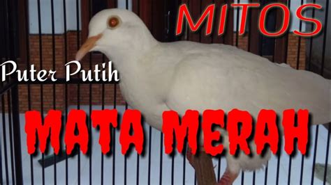 Suara Puter Putih Mata Merah