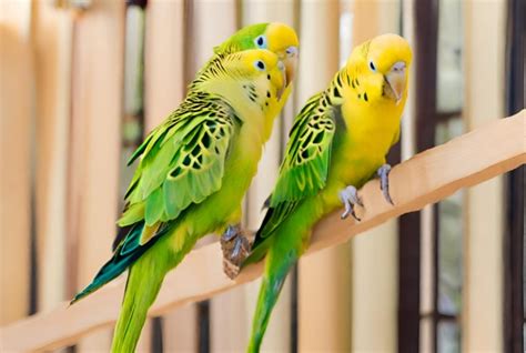 Green Yellow Parakeets Budgies Free Stock Photo Public Domain Pictures