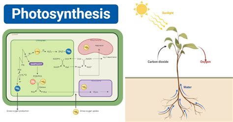 Photosynthesis Definition Equation Steps Process Diagram