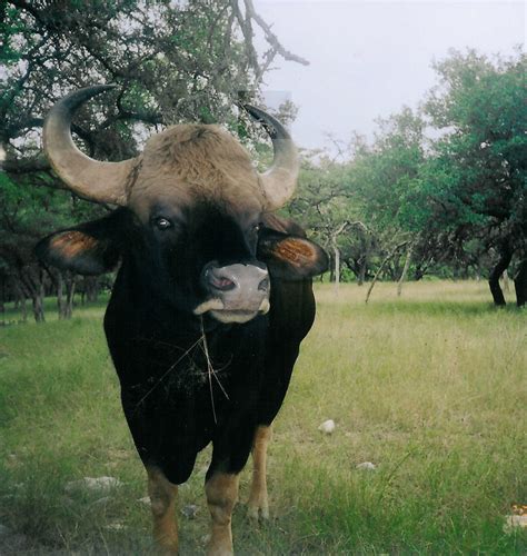 Gaur - Pope Brothers Guide Service - Hunts in Texas