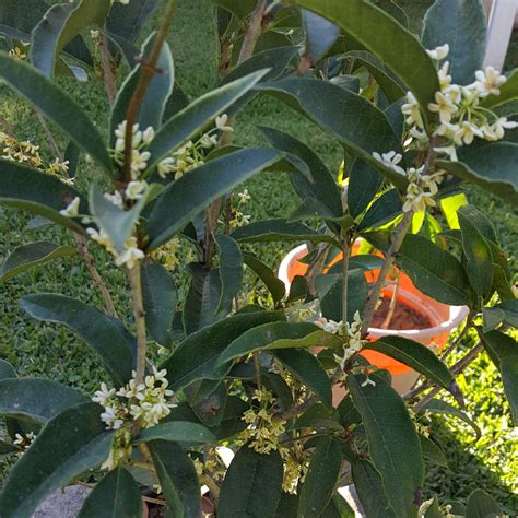 Osmanthus Fragrans Sweet Osmanthus In GardenTags Plant Encyclopedia