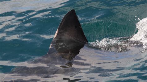 First Ever Footage Of A Newborn Great White Shark Captured