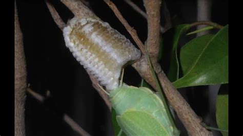 Green Praying Mantis Lays Her Eggs In An Ootheca Protective Egg Sack