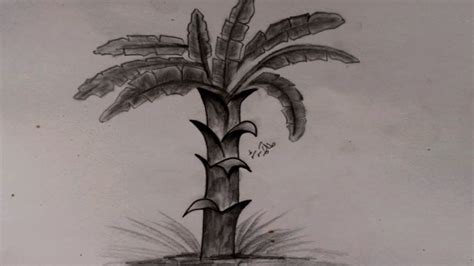 Drawing Banana Tree Picture How To Draw Banana Tree Sketch Banana Tree Step By Step Youtube