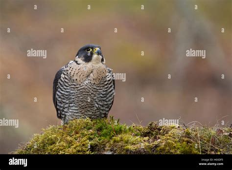 Peregrine Falcon Falco Peregrinus Cornwall Uk Stock Photo Alamy