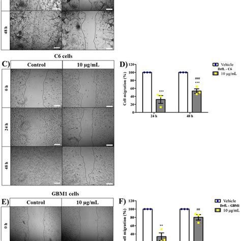 Loss Of Cell Adhesion And Decreased Cell Viability In Glioma Cells By