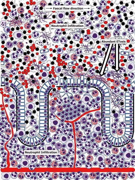 Schematic Representation Of Human Colonic Mucosa And Overlaying Mucus