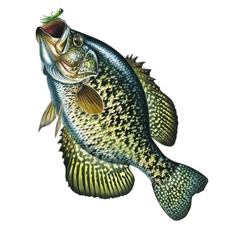 crappie clip art 20 free Cliparts | Download images on Clipground 2025