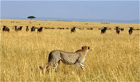 Habitat The Cheetah