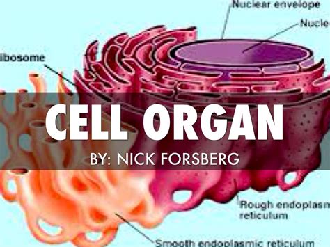 Cell Organ by Nick Forsberg