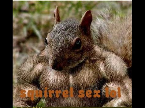 Squirrel Sex Funny Moment YouTube