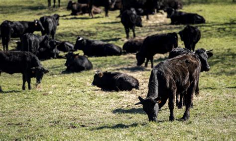 La Rioja destina 100 000 euros a mantener las razas autóctonas