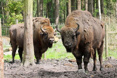 Bison to be introduced into British woodland in Blean woods near Canterbury