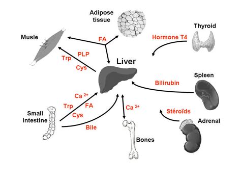 Different Metabolites Transport Pathway By Albumin Between Liver And Download Scientific