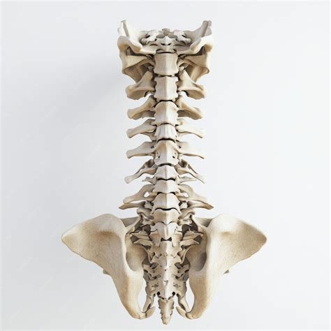 Cervical Vertebrae Anatomy Labeled Diagram Explanation Premium Ai