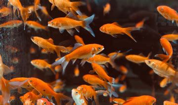 Common Aquarium Fish Diseases and How To Prevent Them | Knisley's Pet ...