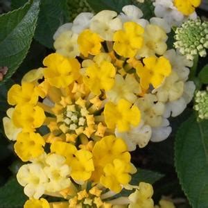 Lantana Lantana Bandana Lemon Zest from American Farms