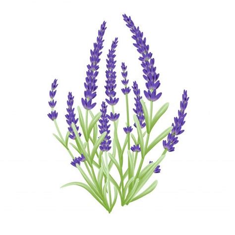 Vector De Flores De Lavanda Premium Vector Freepik Vector Fondo