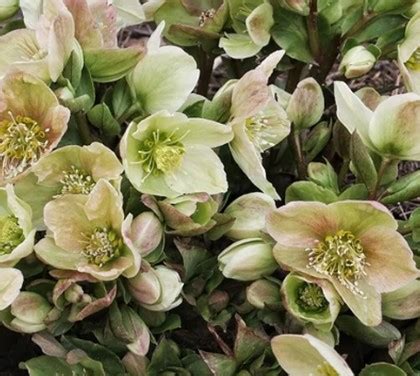 Helleborus x 'Champion' | Urban Tree Farm Nursery
