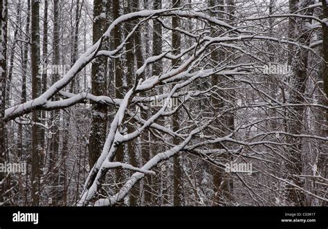 Branches Of Alder Hi Res Stock Photography And Images Alamy