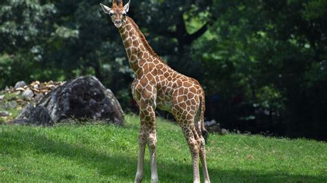 Six-month-old giraffe calf dies at North Carolina Zoo