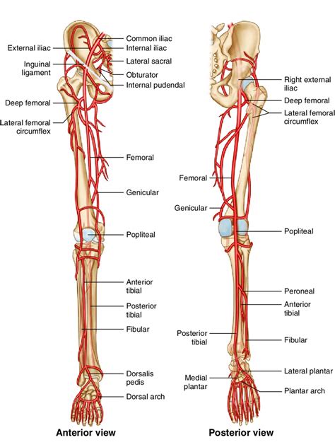 9 Arteries On The Lower Limb Download Scientific Diagram