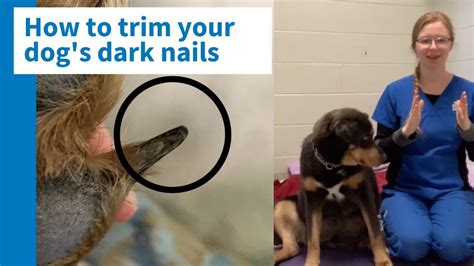 How To Trim Your Dogs Black Nails Safely And Efficiently Youtube