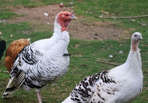 200 Best Turkey Names Unique Names For A Pet Turkey