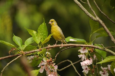 Greenfinch Finch Bird Yellow Free Photo On Pixabay