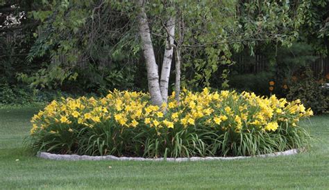 Landscaping With Daylilies Longfield Gardens In 2020 Longfield