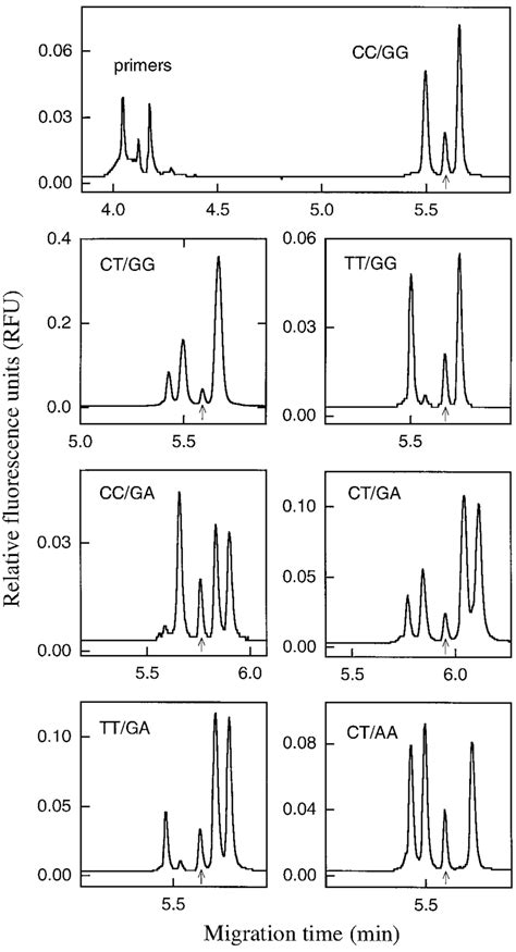 Single Injection Electropherograms Of MS PCR Products Seven Of The