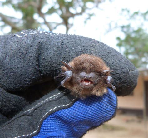 Banana pipistrelle (Bats of Guinea) · iNaturalist