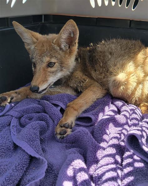 Una Cría De Coyote Que Perdió A Su Familia Encuentra Un Nuevo Hogar En Un Lugar Inesperado