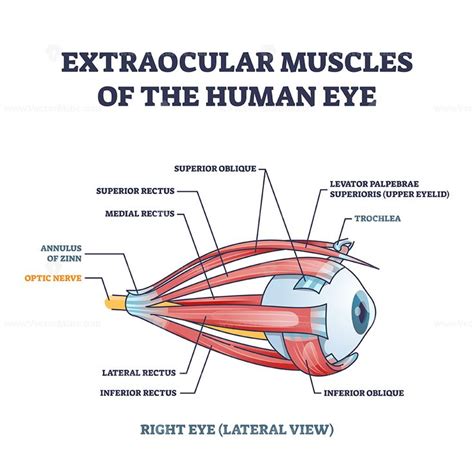 Extraocular muscles of human eye with muscular anatomy outline diagram ...