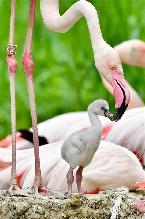 Adorable Mama and Baby Pink Flamingos