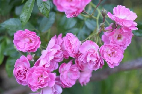 17 Best Stunning Rose Varieties To Grow In The Garden