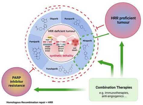 Cancers Free Full Text Targeting Homologous Recombination Deficiency In Ovarian Cancer With