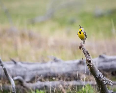 Western Meadowlark Facts Diet Habitat And Pictures On Animaliabio