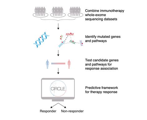 Whole Exome Sequencing Predicts Whether Patients Respond To Cancer Immunotherapy