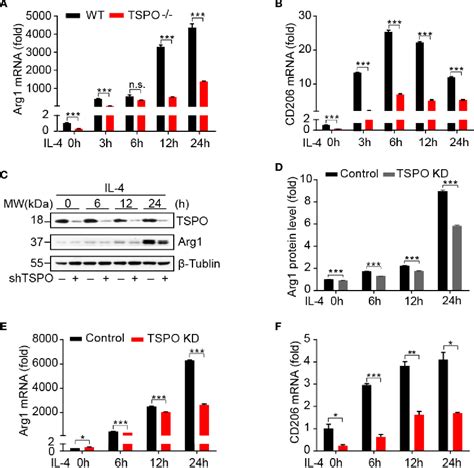 Figure From Translocator Protein Kda Tspo Deficiency Inhibits