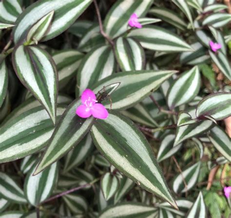 Tradescantia Zebrina Bosse Sub Unidad Ambiental